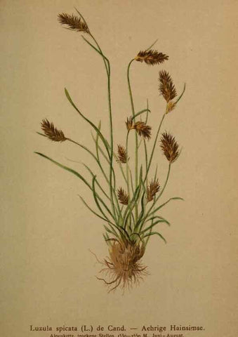 Reproducción/Reproduction 10424515565: Atlas der Alpenflora /. Wien :Eigenthum und Verlag des Deutschen und Oesterr. Alpenvereins,1882.