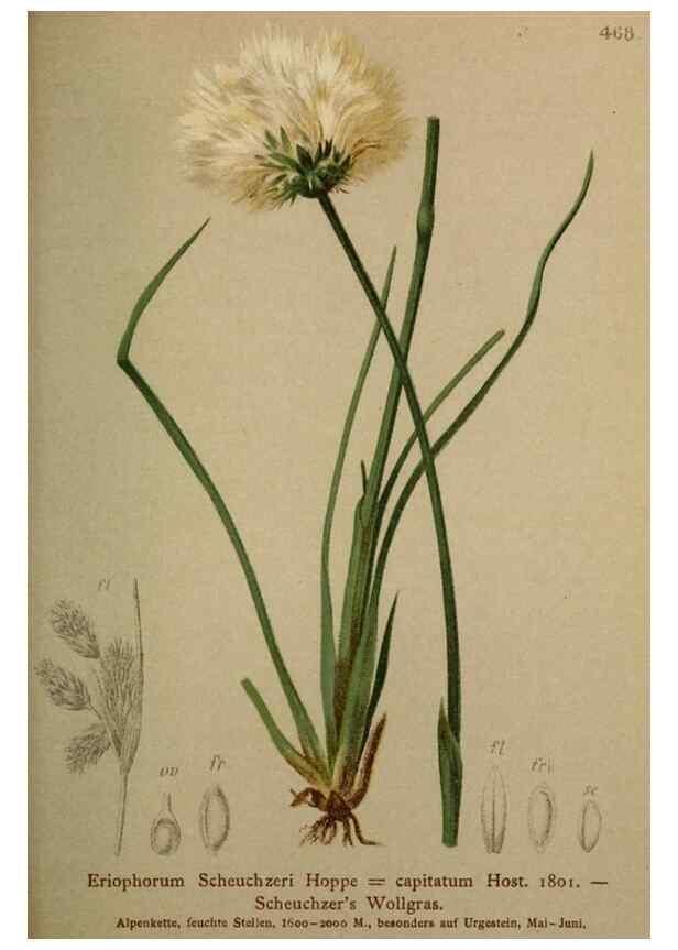 Reproducción/Reproduction 10424518535: Atlas der Alpenflora /. Wien :Eigenthum und Verlag des Deutschen und Oesterr. Alpenvereins,1882.