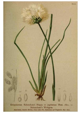 Reproducción/Reproduction 10424518535: Atlas der Alpenflora /. Wien :Eigenthum und Verlag des Deutschen und Oesterr. Alpenvereins,1882.