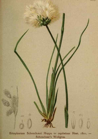 Reproducción/Reproduction 10424518535: Atlas der Alpenflora /. Wien :Eigenthum und Verlag des Deutschen und Oesterr. Alpenvereins,1882.