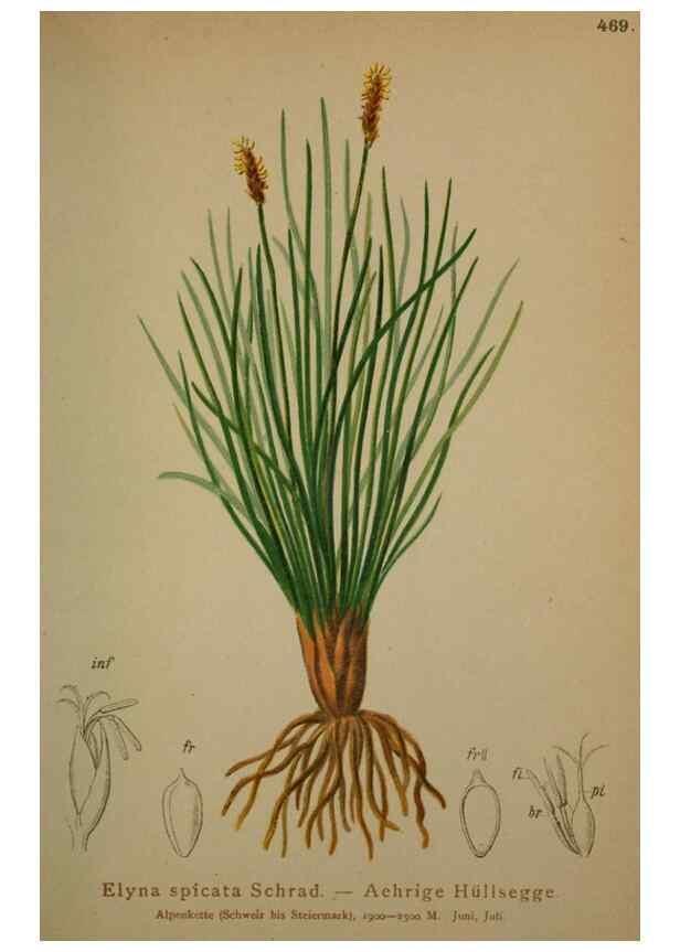 Reproducción/Reproduction 10424492574: Atlas der Alpenflora /. Wien :Eigenthum und Verlag des Deutschen und Oesterr. Alpenvereins,1882.