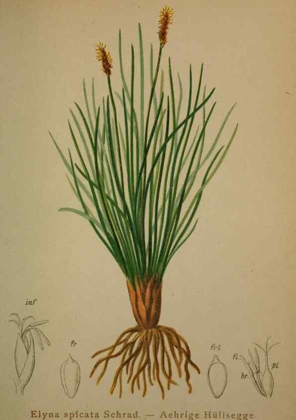 Reproducción/Reproduction 10424492574: Atlas der Alpenflora /. Wien :Eigenthum und Verlag des Deutschen und Oesterr. Alpenvereins,1882.