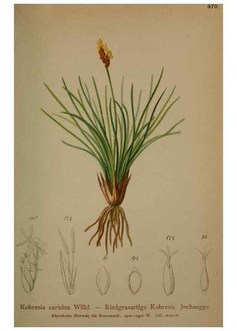 Reproducción/Reproduction 10424657353: Atlas der Alpenflora /. Wien :Eigenthum und Verlag des Deutschen und Oesterr. Alpenvereins,1882.