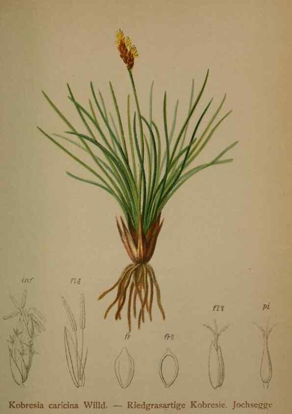 Reproducción/Reproduction 10424657353: Atlas der Alpenflora /. Wien :Eigenthum und Verlag des Deutschen und Oesterr. Alpenvereins,1882.