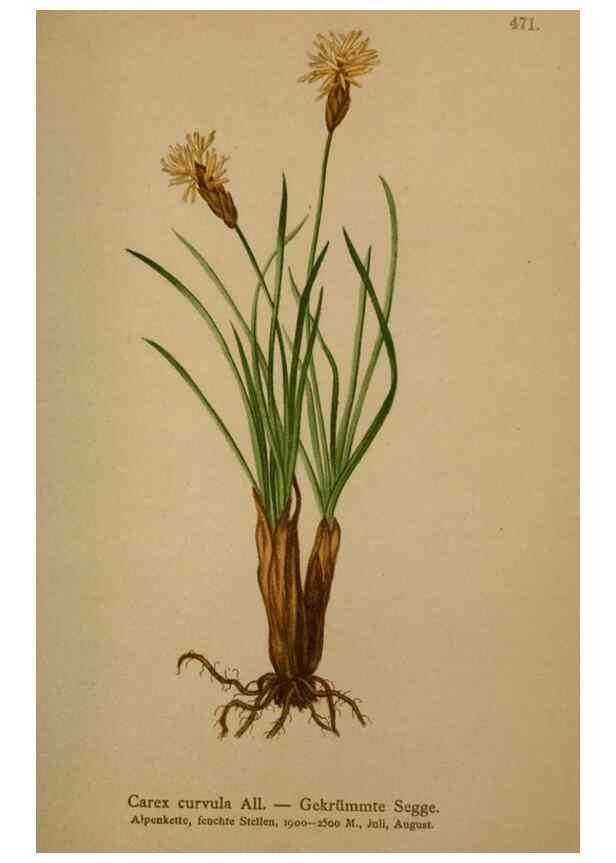 Reproducción/Reproduction 10424532245: Atlas der Alpenflora /. Wien :Eigenthum und Verlag des Deutschen und Oesterr. Alpenvereins,1882.