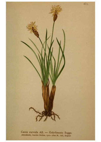 Reproducción/Reproduction 10424532245: Atlas der Alpenflora /. Wien :Eigenthum und Verlag des Deutschen und Oesterr. Alpenvereins,1882.