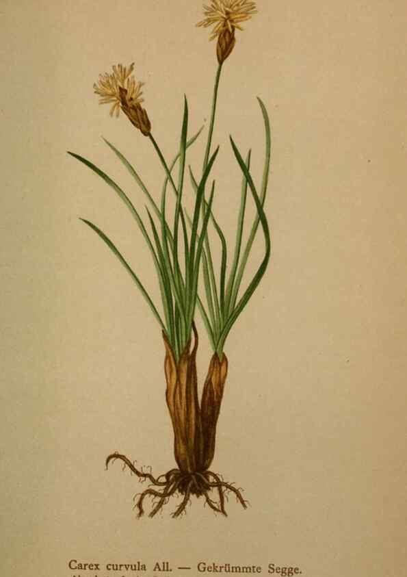 Reproducción/Reproduction 10424532245: Atlas der Alpenflora /. Wien :Eigenthum und Verlag des Deutschen und Oesterr. Alpenvereins,1882.