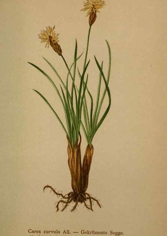 Reproducción/Reproduction 10424532245: Atlas der Alpenflora /. Wien :Eigenthum und Verlag des Deutschen und Oesterr. Alpenvereins,1882.