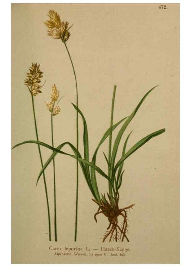 Reproducción/Reproduction 10424537335: Atlas der Alpenflora /. Wien :Eigenthum und Verlag des Deutschen und Oesterr. Alpenvereins,1882.