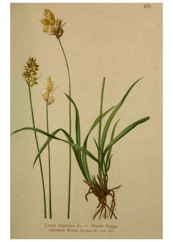 Reproducción/Reproduction 10424537335: Atlas der Alpenflora /. Wien :Eigenthum und Verlag des Deutschen und Oesterr. Alpenvereins,1882.