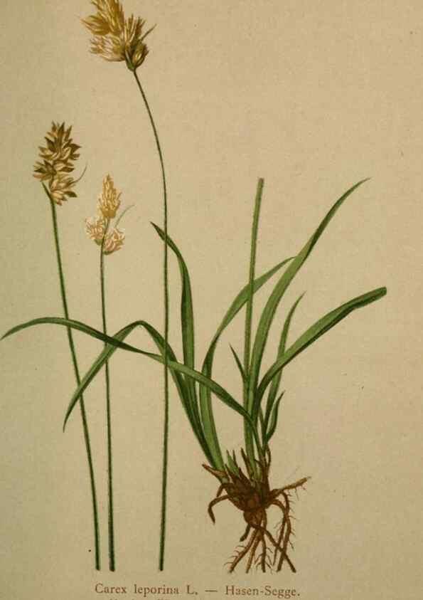 Reproducción/Reproduction 10424537335: Atlas der Alpenflora /. Wien :Eigenthum und Verlag des Deutschen und Oesterr. Alpenvereins,1882.