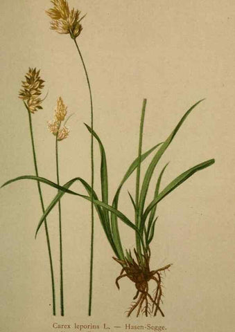 Reproducción/Reproduction 10424537335: Atlas der Alpenflora /. Wien :Eigenthum und Verlag des Deutschen und Oesterr. Alpenvereins,1882.