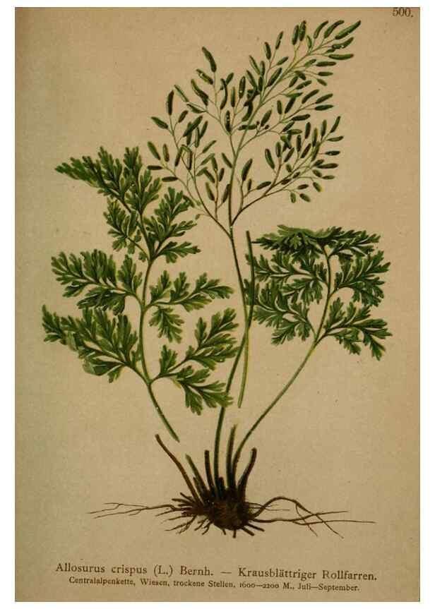 Reproducción/Reproduction 10424693155: Atlas der Alpenflora /. Wien :Eigenthum und Verlag des Deutschen und Oesterr. Alpenvereins,1882.