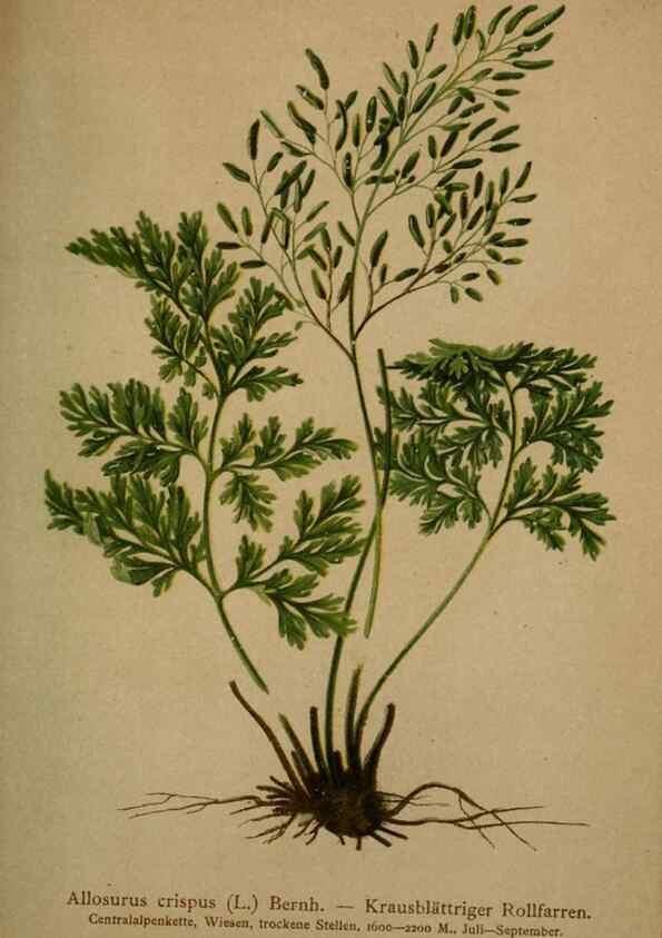 Reproducción/Reproduction 10424693155: Atlas der Alpenflora /. Wien :Eigenthum und Verlag des Deutschen und Oesterr. Alpenvereins,1882.