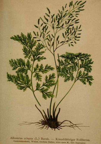 Reproducción/Reproduction 10424693155: Atlas der Alpenflora /. Wien :Eigenthum und Verlag des Deutschen und Oesterr. Alpenvereins,1882.