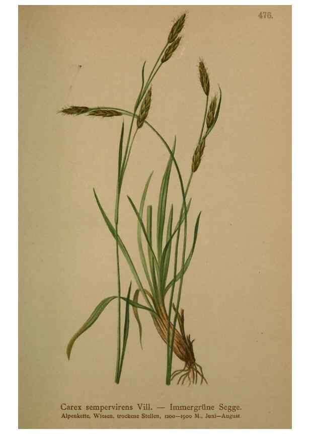 Reproducción/Reproduction 10424686863: Atlas der Alpenflora /. Wien :Eigenthum und Verlag des Deutschen und Oesterr. Alpenvereins,1882.