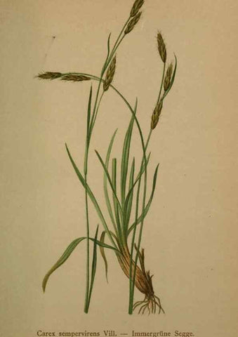 Reproducción/Reproduction 10424686863: Atlas der Alpenflora /. Wien :Eigenthum und Verlag des Deutschen und Oesterr. Alpenvereins,1882.