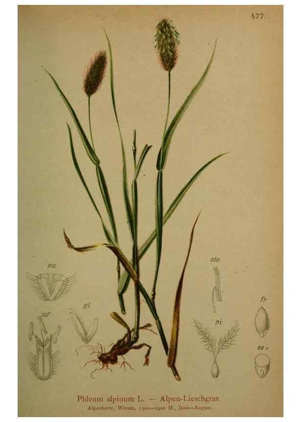 Reproducción/Reproduction 10424549256: Atlas der Alpenflora /. Wien :Eigenthum und Verlag des Deutschen und Oesterr. Alpenvereins,1882.
