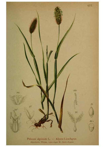 Reproducción/Reproduction 10424549256: Atlas der Alpenflora /. Wien :Eigenthum und Verlag des Deutschen und Oesterr. Alpenvereins,1882.