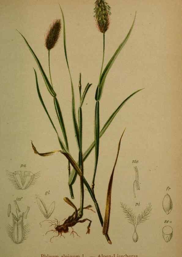 Reproducción/Reproduction 10424549256: Atlas der Alpenflora /. Wien :Eigenthum und Verlag des Deutschen und Oesterr. Alpenvereins,1882.