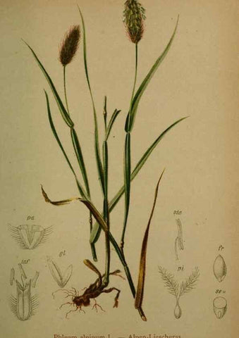 Reproducción/Reproduction 10424549256: Atlas der Alpenflora /. Wien :Eigenthum und Verlag des Deutschen und Oesterr. Alpenvereins,1882.