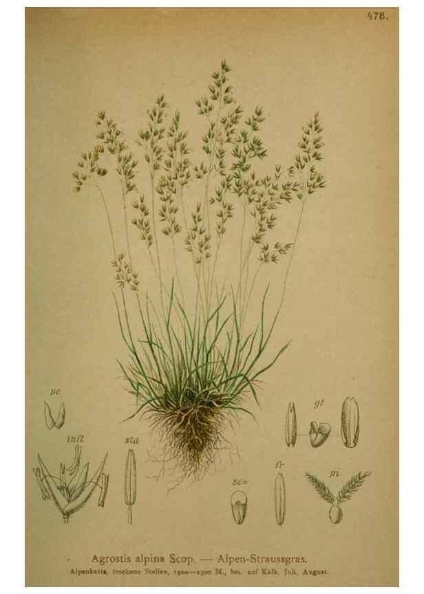 Reproducción/Reproduction 10424568185: Atlas der Alpenflora /. Wien :Eigenthum und Verlag des Deutschen und Oesterr. Alpenvereins,1882.