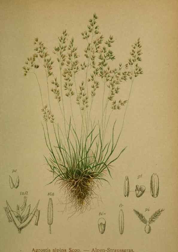 Reproducción/Reproduction 10424568185: Atlas der Alpenflora /. Wien :Eigenthum und Verlag des Deutschen und Oesterr. Alpenvereins,1882.