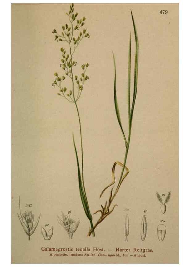 Reproducción/Reproduction 10424700103: Atlas der Alpenflora /. Wien :Eigenthum und Verlag des Deutschen und Oesterr. Alpenvereins,1882.