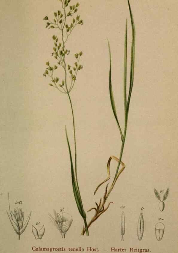 Reproducción/Reproduction 10424700103: Atlas der Alpenflora /. Wien :Eigenthum und Verlag des Deutschen und Oesterr. Alpenvereins,1882.