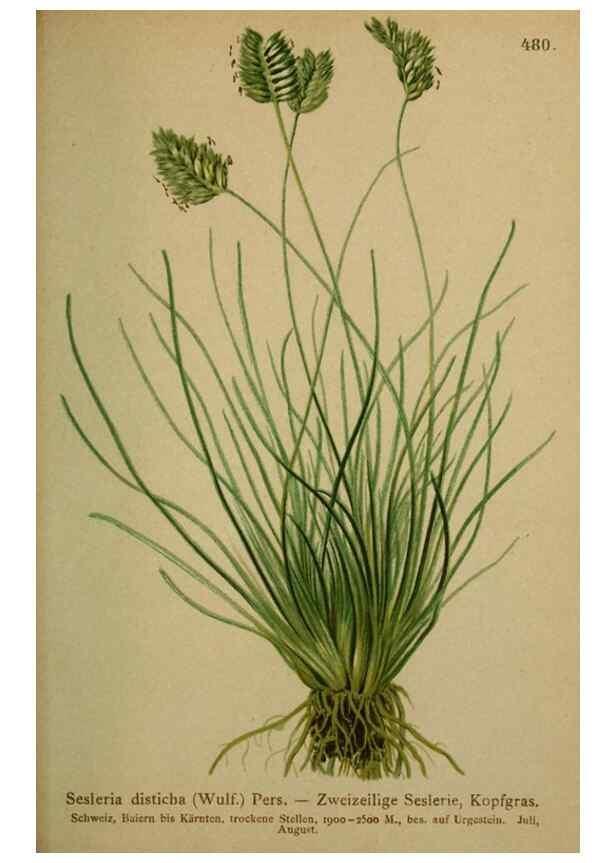 Reproducción/Reproduction 10424564446: Atlas der Alpenflora /. Wien :Eigenthum und Verlag des Deutschen und Oesterr. Alpenvereins,1882.