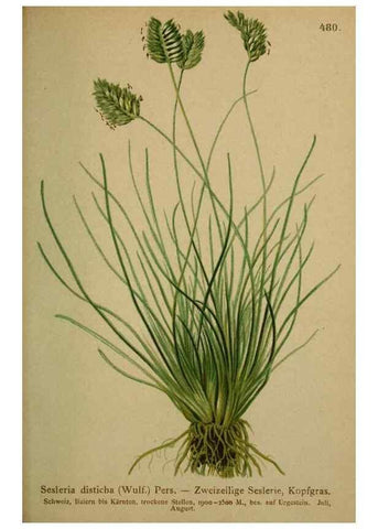 Reproducción/Reproduction 10424564446: Atlas der Alpenflora /. Wien :Eigenthum und Verlag des Deutschen und Oesterr. Alpenvereins,1882.