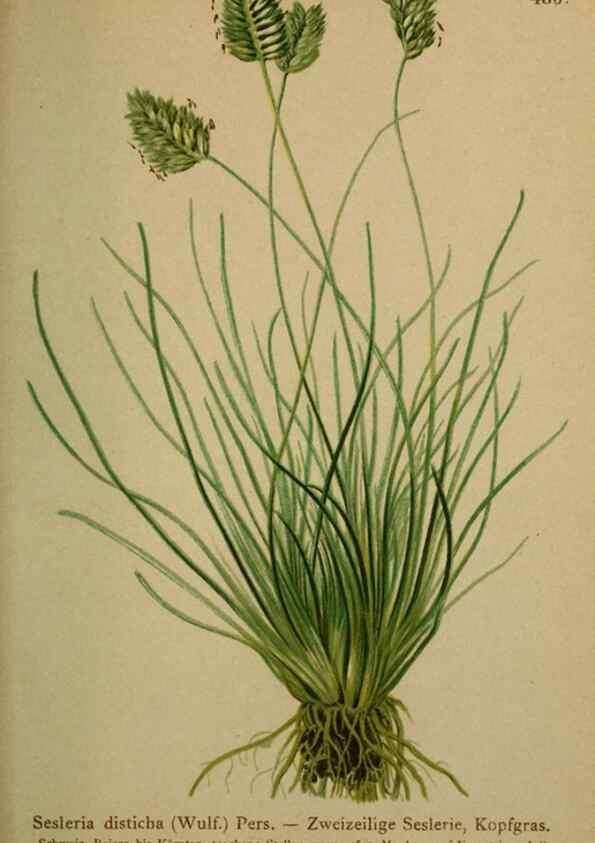 Reproducción/Reproduction 10424564446: Atlas der Alpenflora /. Wien :Eigenthum und Verlag des Deutschen und Oesterr. Alpenvereins,1882.
