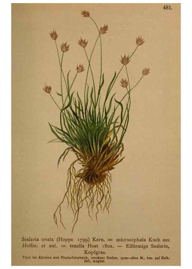 Reproducción/Reproduction 10424710713: Atlas der Alpenflora /. Wien :Eigenthum und Verlag des Deutschen und Oesterr. Alpenvereins,1882.