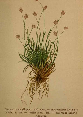 Reproducción/Reproduction 10424710713: Atlas der Alpenflora /. Wien :Eigenthum und Verlag des Deutschen und Oesterr. Alpenvereins,1882.
