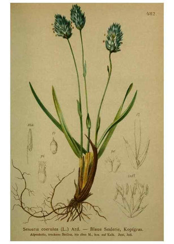 Reproducción/Reproduction 10424574496: Atlas der Alpenflora /. Wien :Eigenthum und Verlag des Deutschen und Oesterr. Alpenvereins,1882.