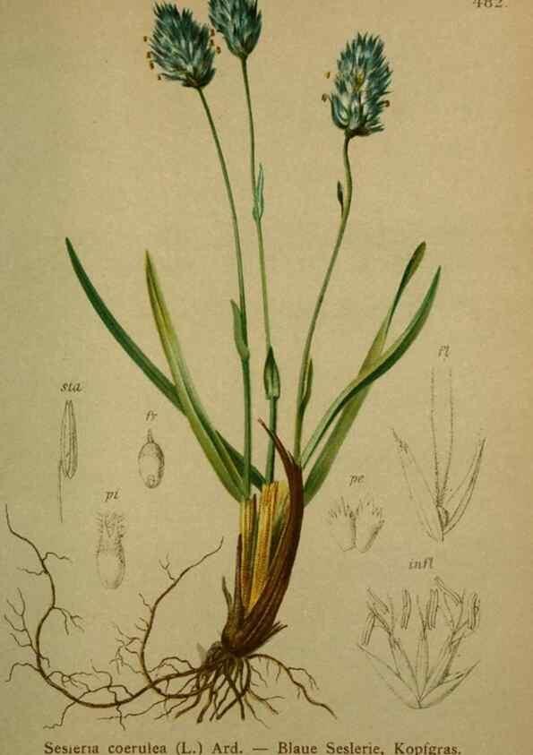 Reproducción/Reproduction 10424574496: Atlas der Alpenflora /. Wien :Eigenthum und Verlag des Deutschen und Oesterr. Alpenvereins,1882.