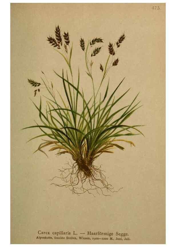 Reproducción/Reproduction 10424539166: Atlas der Alpenflora /. Wien :Eigenthum und Verlag des Deutschen und Oesterr. Alpenvereins,1882.