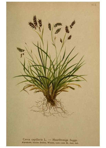 Reproducción/Reproduction 10424539166: Atlas der Alpenflora /. Wien :Eigenthum und Verlag des Deutschen und Oesterr. Alpenvereins,1882.