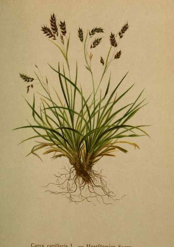 Reproducción/Reproduction 10424539166: Atlas der Alpenflora /. Wien :Eigenthum und Verlag des Deutschen und Oesterr. Alpenvereins,1882.