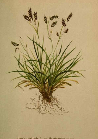 Reproducción/Reproduction 10424539166: Atlas der Alpenflora /. Wien :Eigenthum und Verlag des Deutschen und Oesterr. Alpenvereins,1882.
