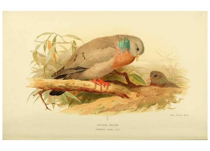 Reproducción/Reproduction 10560263815: Coloured figures of the birds of the British Islands / issued by Lord Lilford.. London :R. H. Porter,1885-1897.