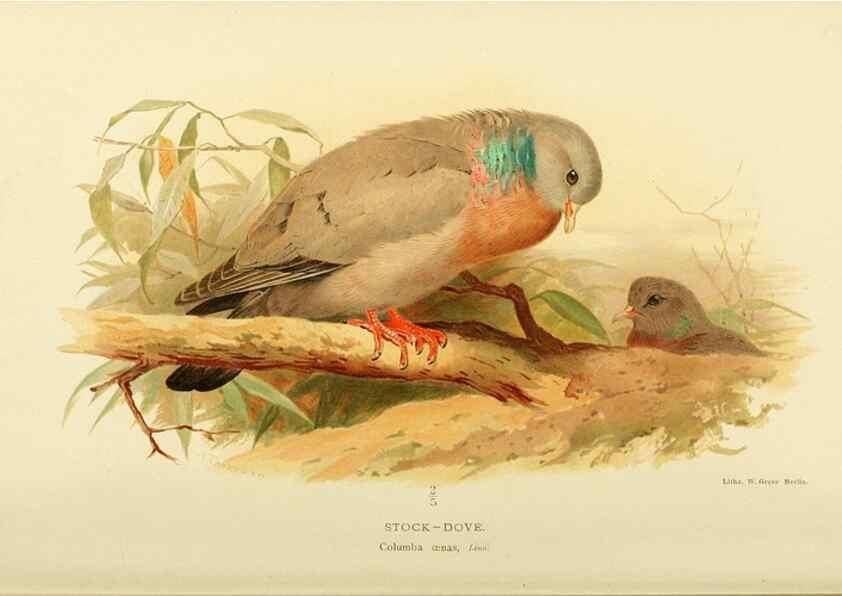 Reproducción/Reproduction 10560263815: Coloured figures of the birds of the British Islands / issued by Lord Lilford.. London :R. H. Porter,1885-1897.
