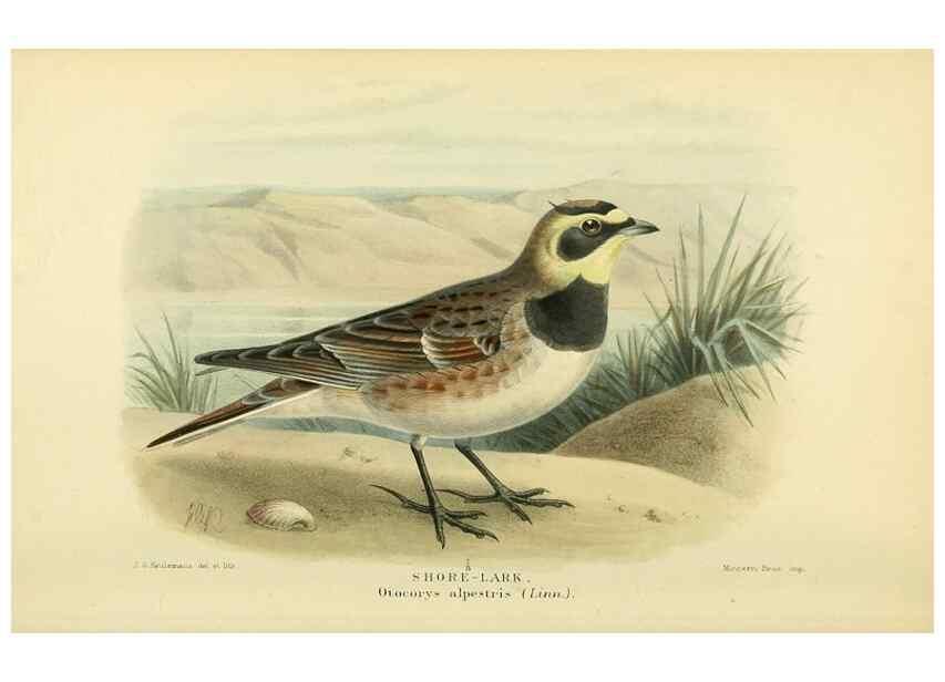 Reproducción/Reproduction 10560377403: Coloured figures of the birds of the British Islands / issued by Lord Lilford.. London :R. H. Porter,1885-1897.