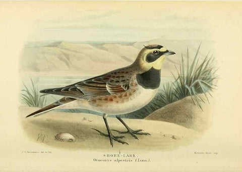 Reproducción/Reproduction 10560377403: Coloured figures of the birds of the British Islands / issued by Lord Lilford.. London :R. H. Porter,1885-1897.