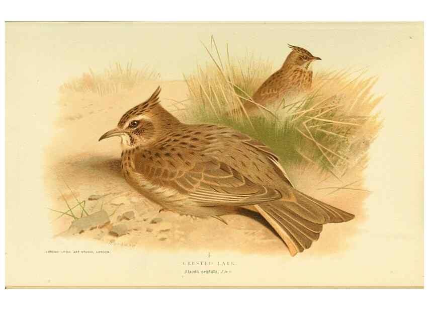 Reproducción/Reproduction 10560127655: Coloured figures of the birds of the British Islands / issued by Lord Lilford.. London :R. H. Porter,1885-1897.