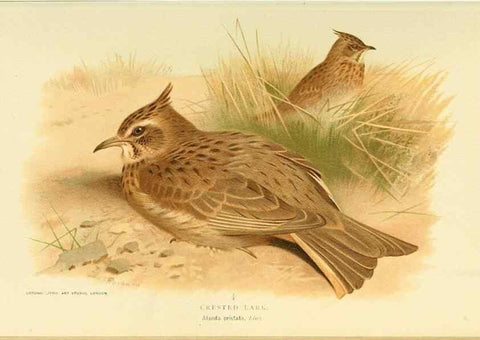Reproducción/Reproduction 10560127655: Coloured figures of the birds of the British Islands / issued by Lord Lilford.. London :R. H. Porter,1885-1897.