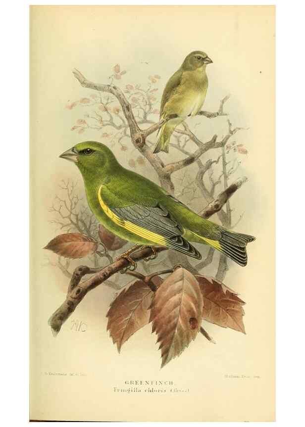 Reproducción/Reproduction 10560260754: Coloured figures of the birds of the British Islands / issued by Lord Lilford.. London :R. H. Porter,1885-1897.