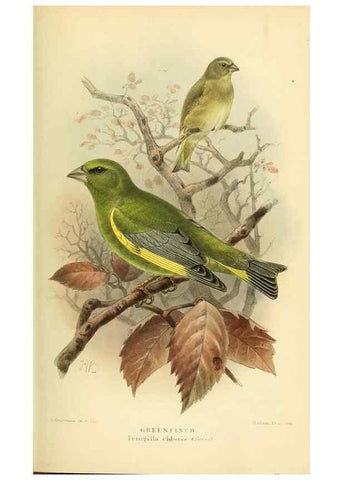 Reproducción/Reproduction 10560260754: Coloured figures of the birds of the British Islands / issued by Lord Lilford.. London :R. H. Porter,1885-1897.