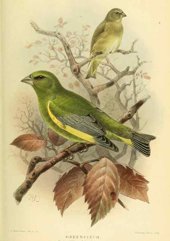 Reproducción/Reproduction 10560260754: Coloured figures of the birds of the British Islands / issued by Lord Lilford.. London :R. H. Porter,1885-1897.