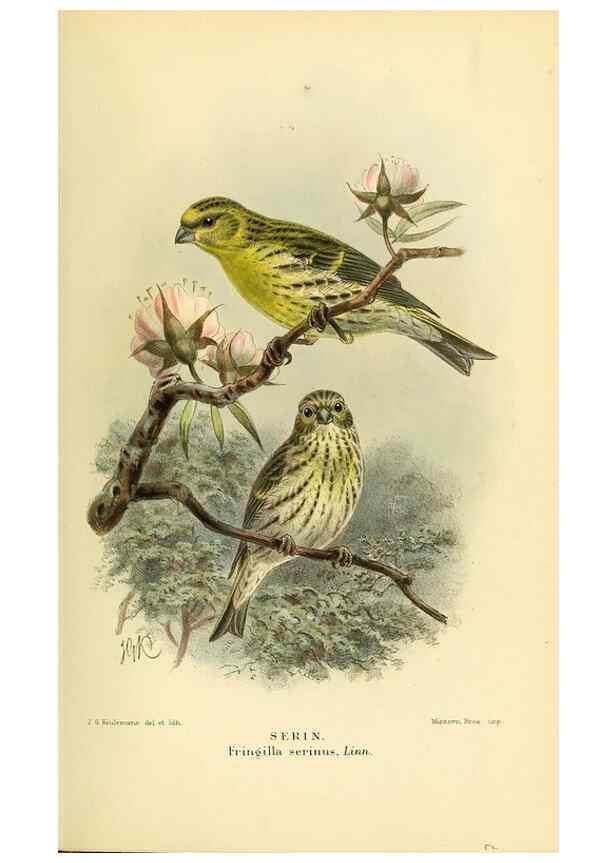 Reproducción/Reproduction 10560463133: Coloured figures of the birds of the British Islands / issued by Lord Lilford.. London :R. H. Porter,1885-1897.